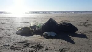 Lee más sobre el artículo Censo Provincial de Basura Costero Marina: Más del 80% de los residuos encontrados en las playas bonaerenses son plásticos